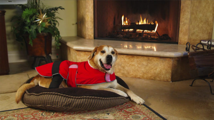 dog wearing a therapy jacket at a fireplace for product videographer