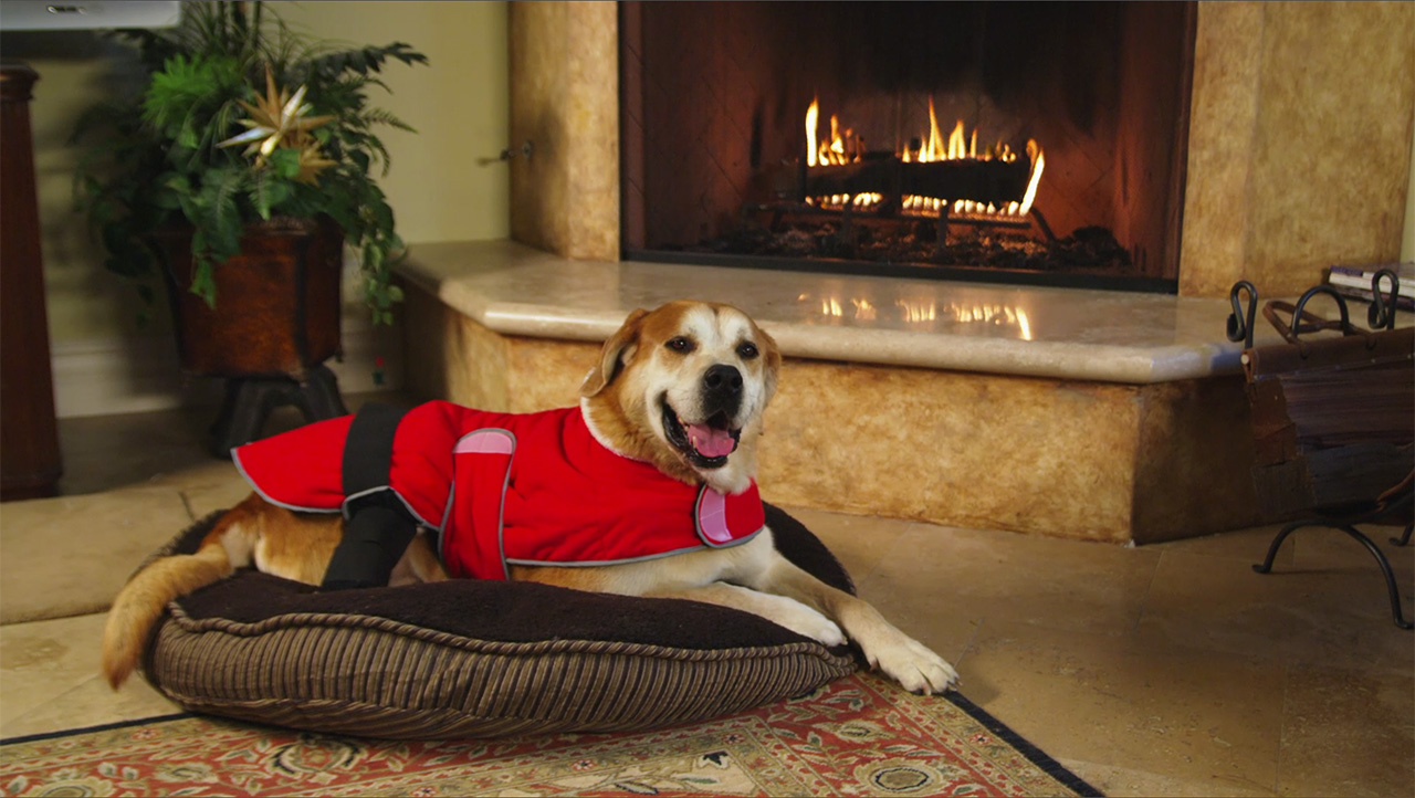 a dog wears a health jacket in front of a fireplace in a product video production