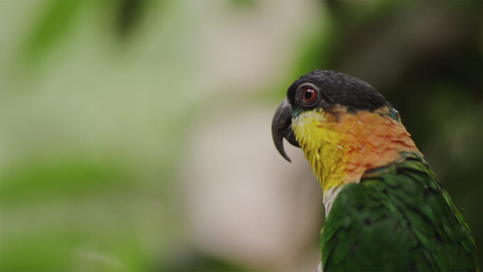 a colorful black head caique parrot in portrait in the forest